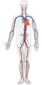 USG Doppler tętnic szyjnych i kręgowych